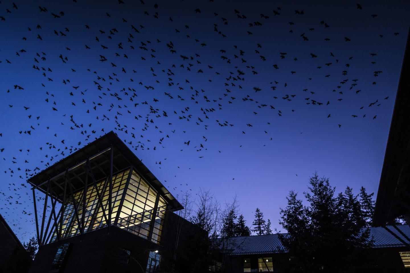 UW Bothell Crows