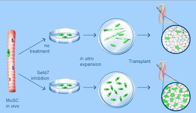 Researchers Overcome Obstacle for Future Stem Cell Therapies