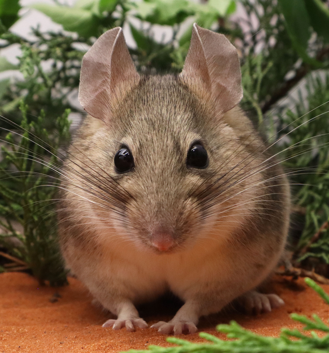 Woodrat in captivity