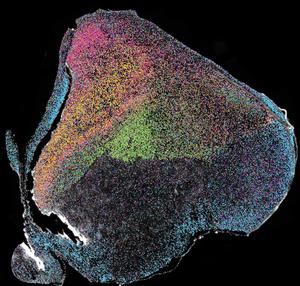 Distribution of the different neuron types in the chick brain (black background)