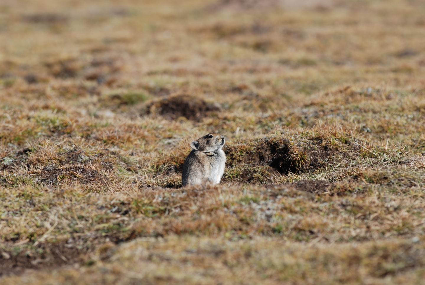 Plateau pika (Ochotona curzoniae)