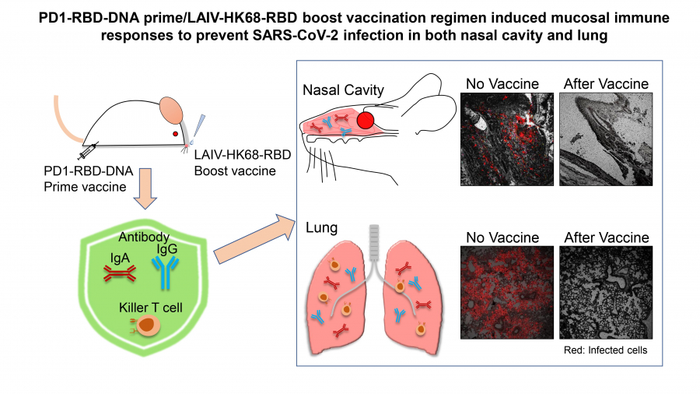 PD1-RBD-DNA prime/LAIV-HK68-RBD boost vaccination regimen induced mucosal immune responses to prevent SARS-CoV-2 infection in both nasal cavity and lung