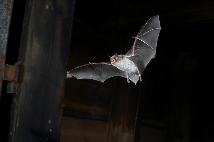 <i>Myotis daubentonii</i>
