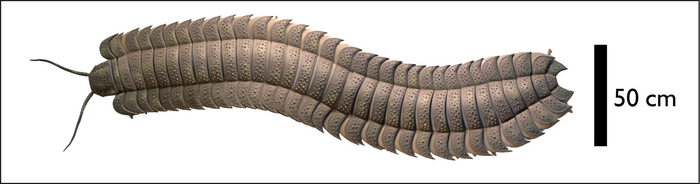Reconstruction of the giant millipede Arthropleura