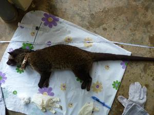 Radio-collared civet cat