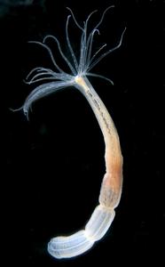 A single Nematostella polyp.