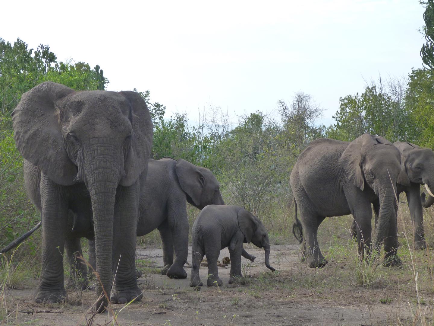 African Elephants