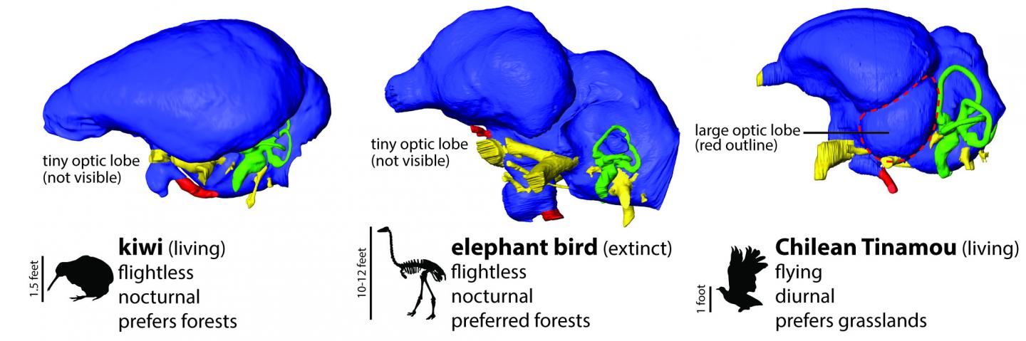 Digital Brain Reconstructions