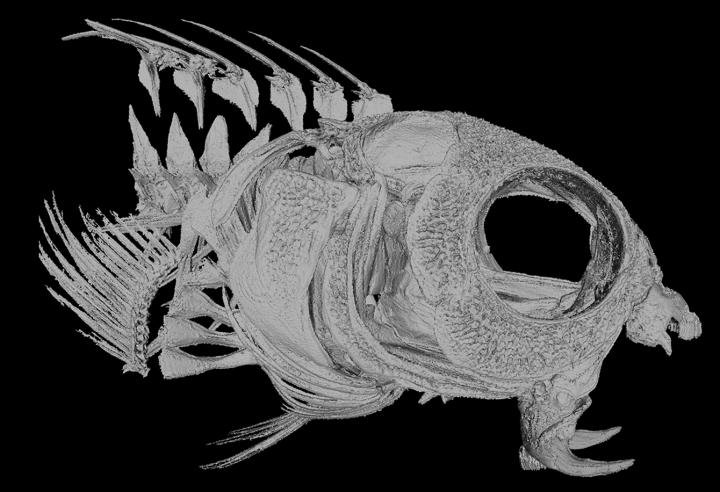 Fang Blenny