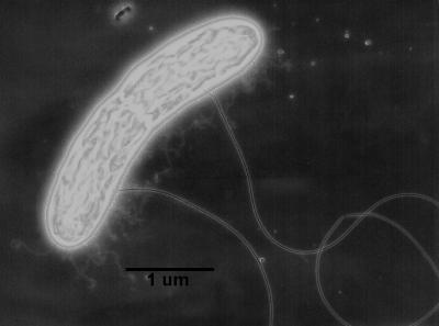 <i>Geobacter</i>'s Microbial Nanowires