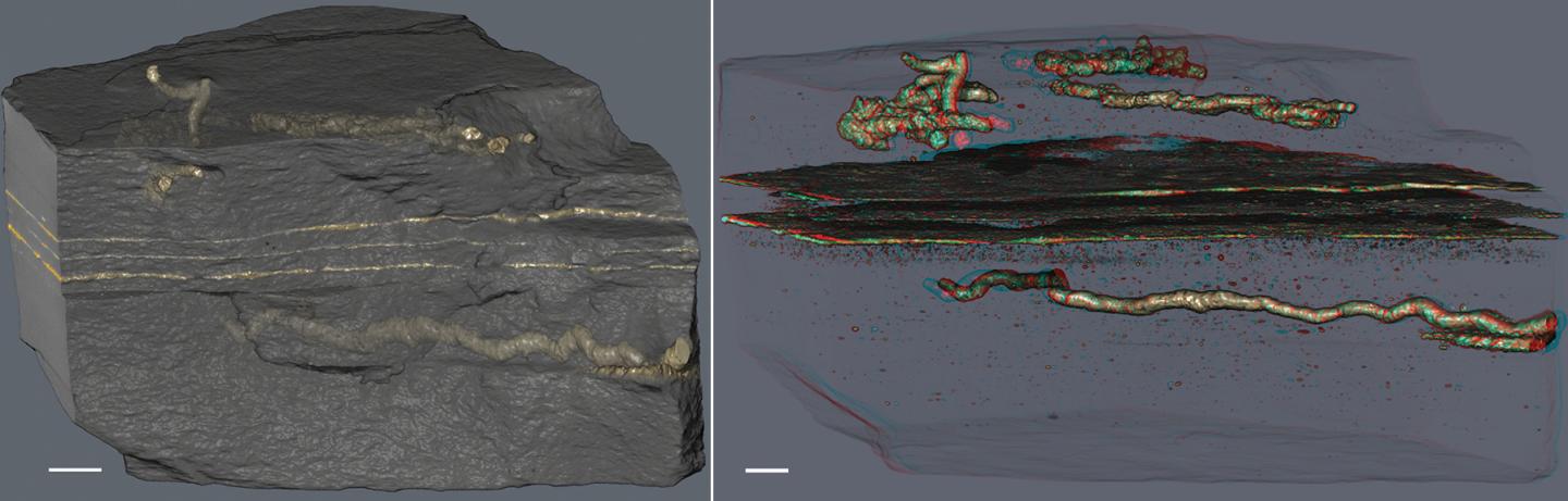 3D Morphology of Tubes Reflecting the Paths of Movement through Sediment