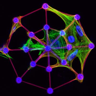 Growing Cells BioInterfaces