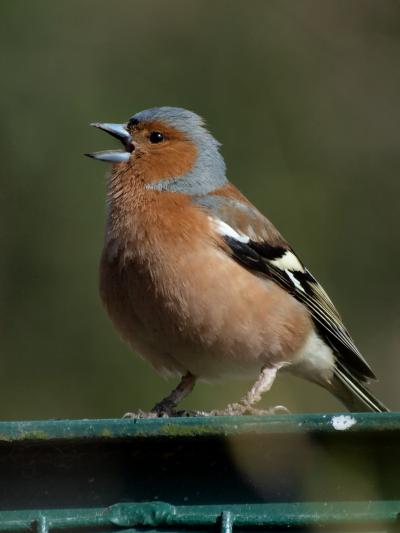 Chaffinch