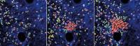 Start-Stop-Mechanism of neutrophil swarms