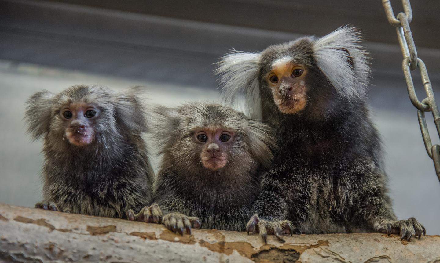 Common Marmosets at the Animal Husbandry of the German Primate Center