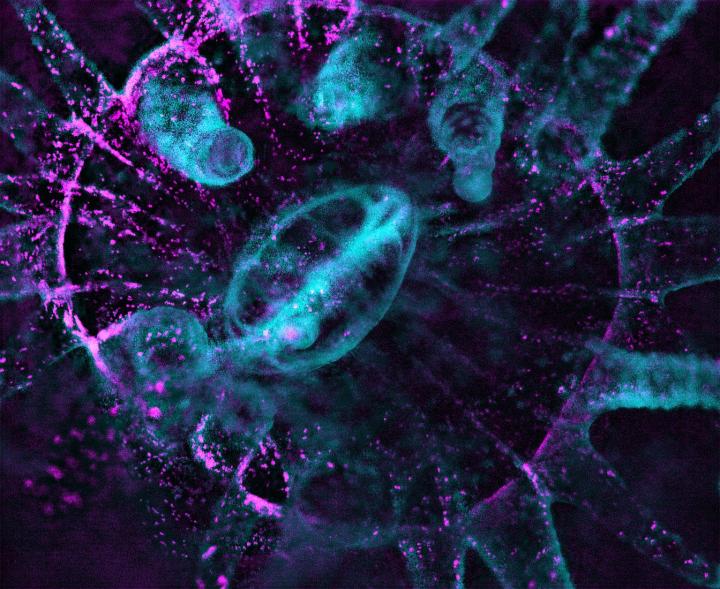 Astrangia coral with dinoflagellates