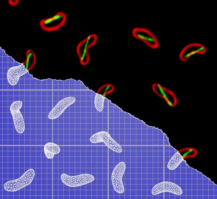 Microscope/Schematic