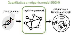 Novel Framework to Study Polygenic Diseases