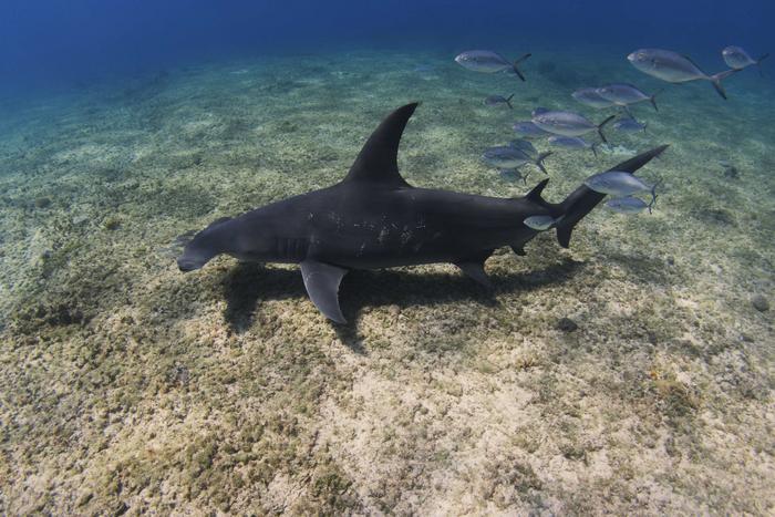 A great hammerhead shark swims near the seabed