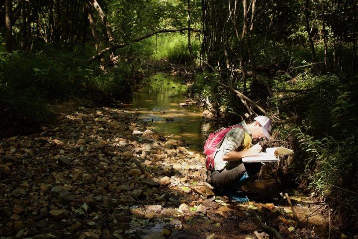 Assessing insect life in stream habitat