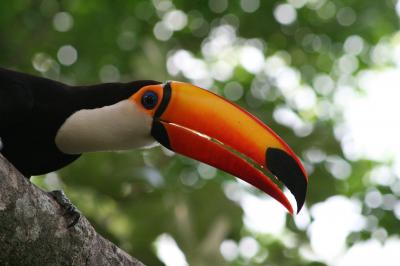 Toucan Uses its Bill to Keep Cool (1 of 6)