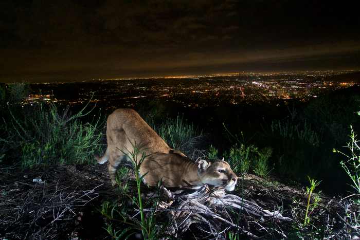 Mountain lion above LA