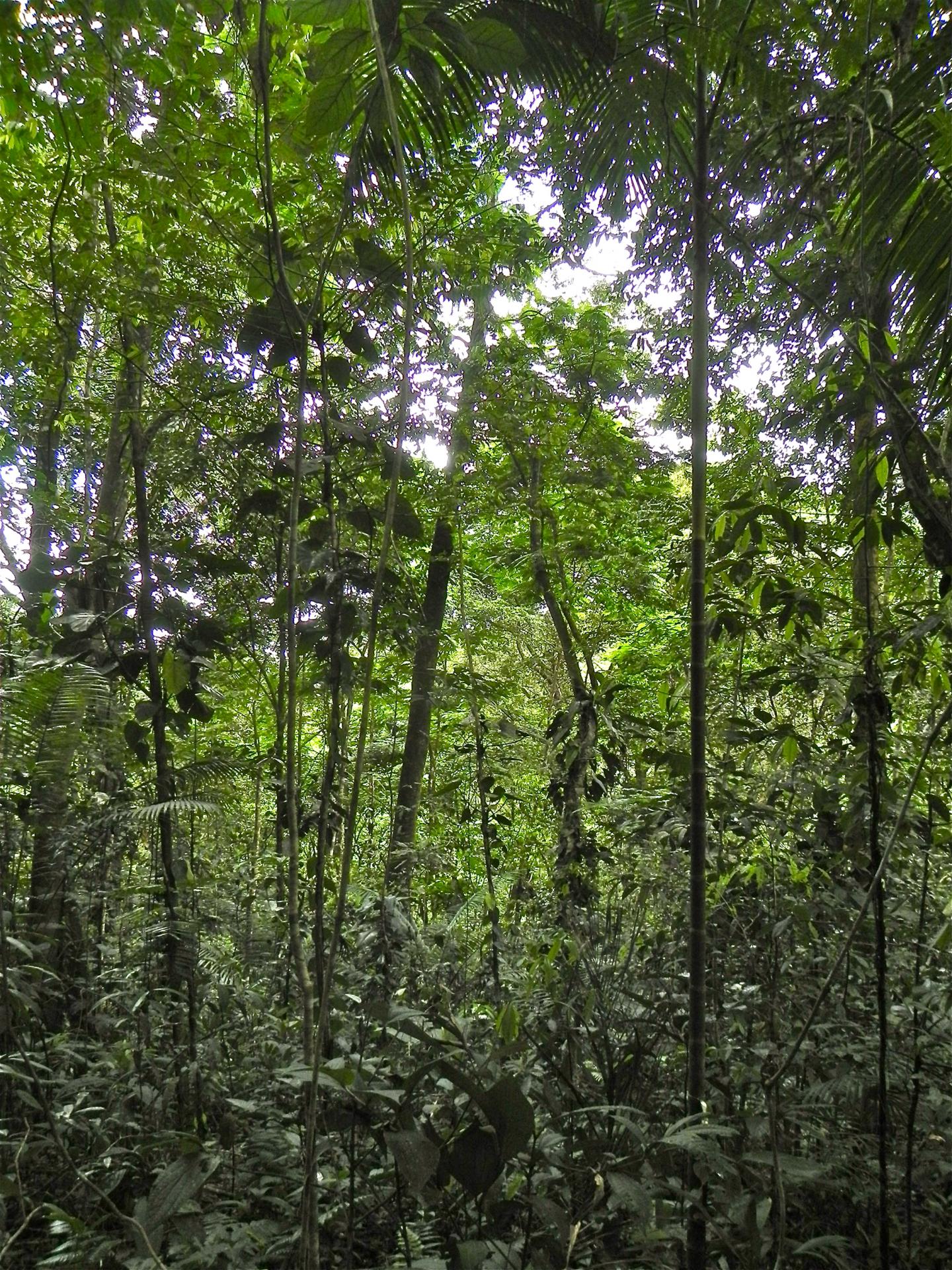 Carbon Sequestration Potential of Latin Ameri | EurekAlert!