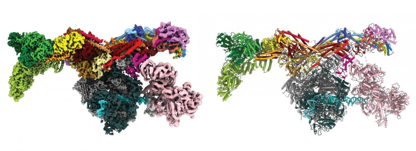 2D image of Mediator-bound transcription pre-initiation complex (Med-PIC)