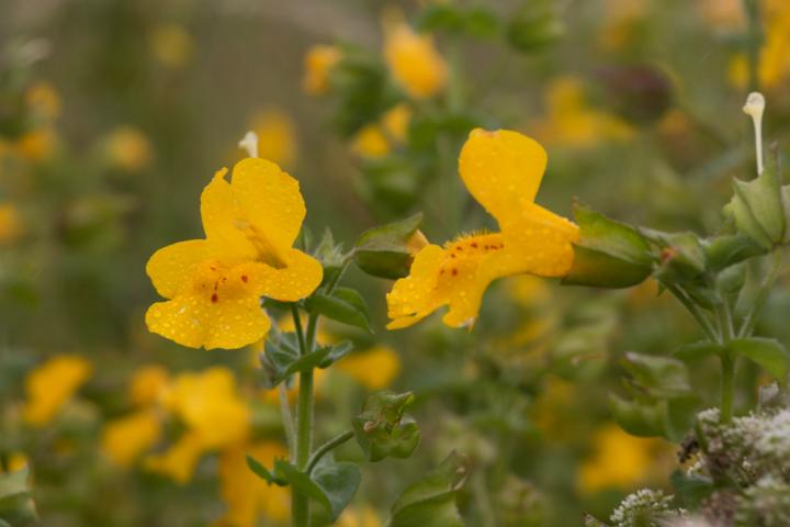 Shetland Monkeyflower (1 of 2)