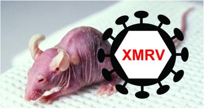 Mouse and XMRV
