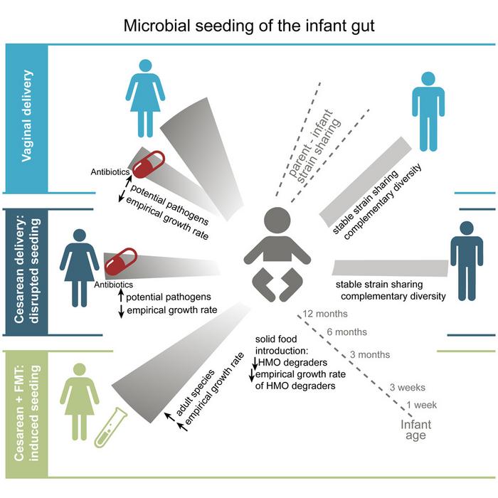 Paternal and induced gut microbiota seeding complement mother-to-infant transmission