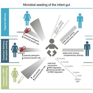 Paternal and induced gut microbiota seeding complement mother-to-infant transmission