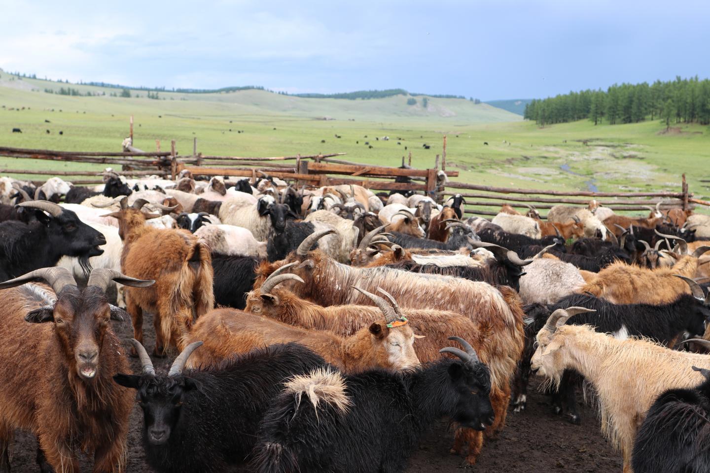 Herd of Goats