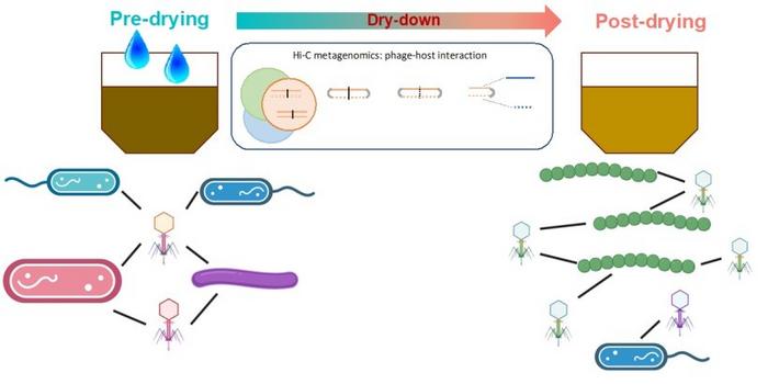 Researchers Directly Detect Interactions Between Viruses and their Bacterial Hosts in Soils