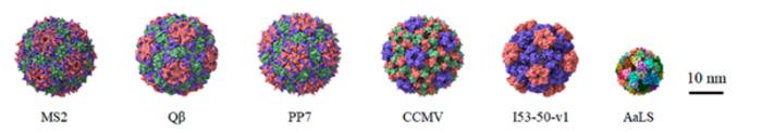 Protein Nanocages (PNCs) for mRNA Delivery