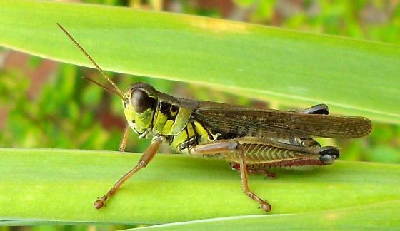 Red-legged Grasshopper -- <i>Melanoplus femurrubrum</i>