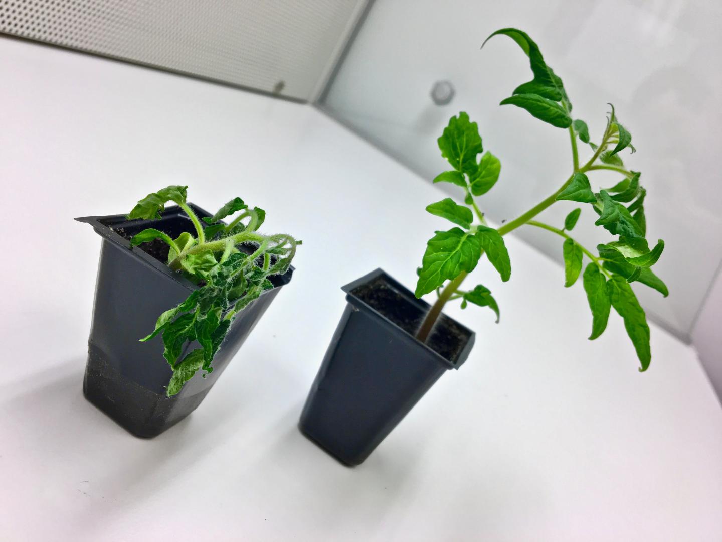 Diseased and Healthy Tomato Seedlings Infected by Ralstonia Solanacearum