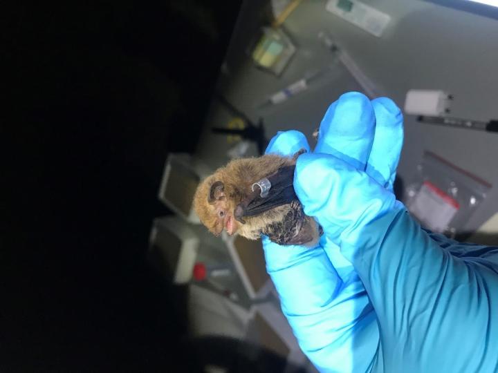 Pipistrellus nathusii Bat