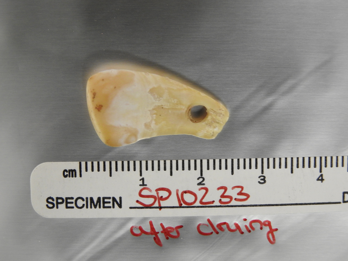 Pierced deer tooth after DNA extraction