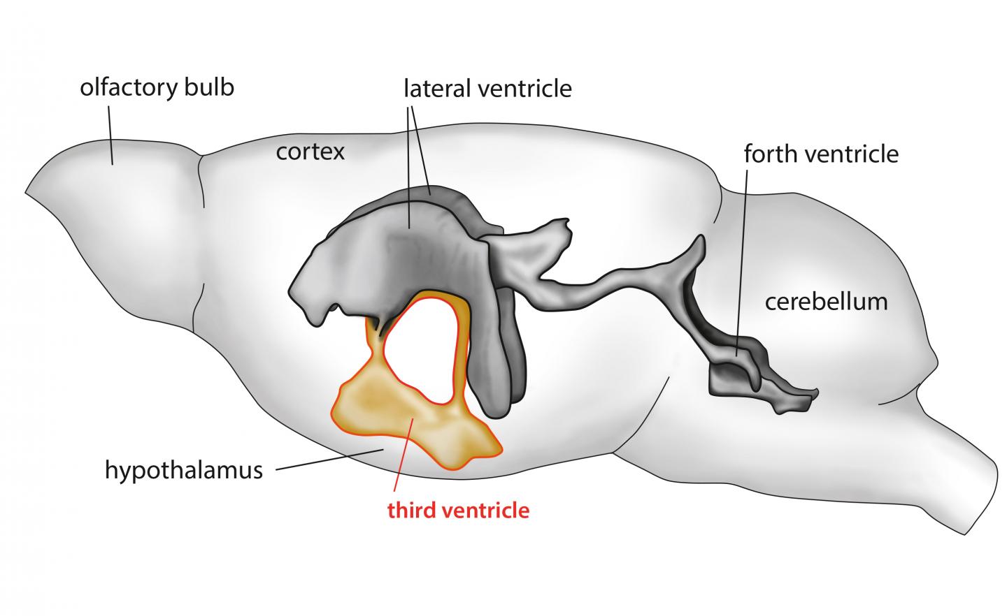 New Network of Cilia 'Highways' Helps Transport Cerebrospinal Fluid (2 of 2)