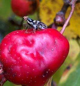 Apple maggot fly