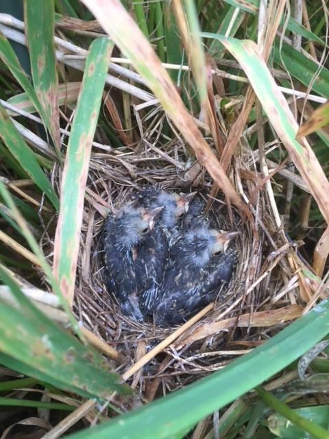 Red-Winged Blackbird Nestlings