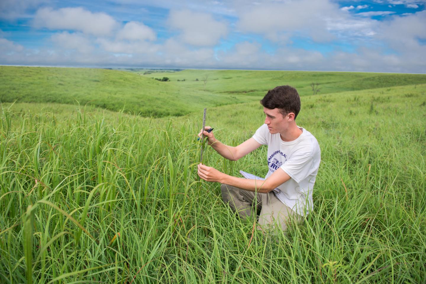 Konza Prairie continues decades of research success with $7.12 million NSF grant renewal -- photo