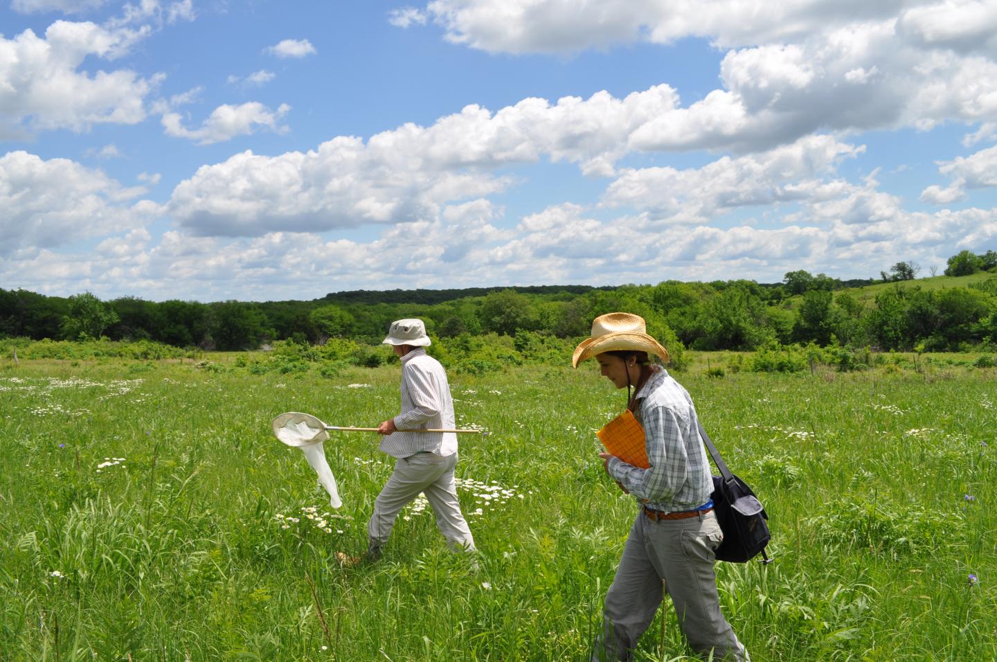 Tallgrass Prairie Pollinator Research