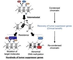 Mechanisms of action and resistance in histone methylation-targeted therapy