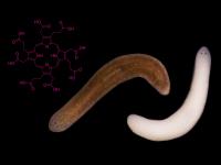 Planarian Flatworms Large