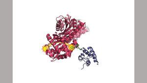 Protein Parts Must Indeed Wiggle And Jiggle To Work Right, New Research Suggests