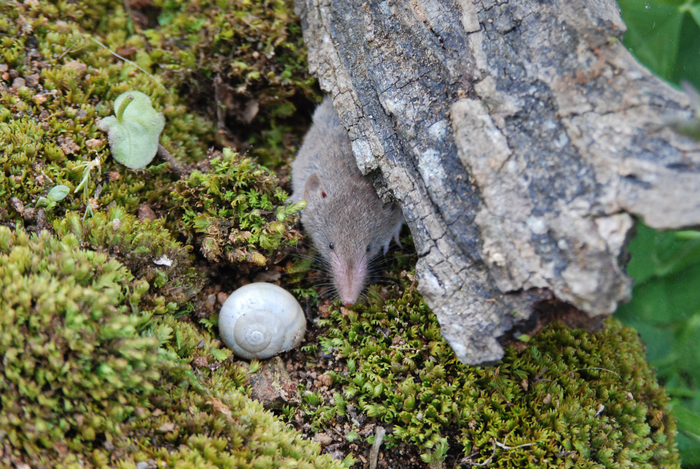 Greater white-toothed shrew (Crocidura russula)