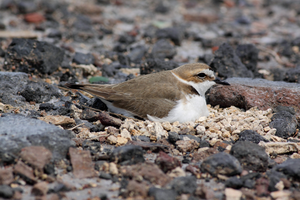 Plover nesting on shore