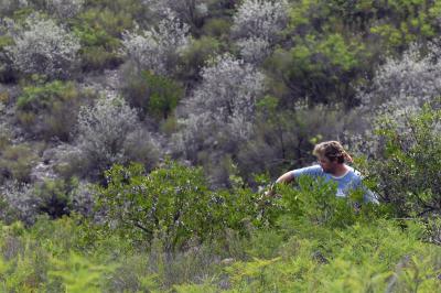 Southwest Texas Seed Bank Collection